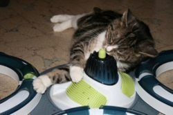 Kattengedragstherapie