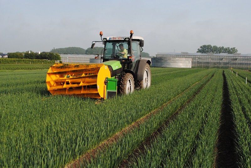 Marcade-plant, Sint-Andries