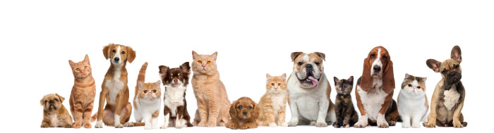 Honden- en Kattenverzorging