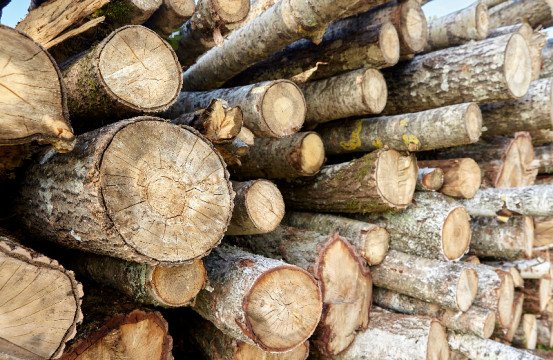 Vellen van bomen Lokeren, Oost-Vlaanderen