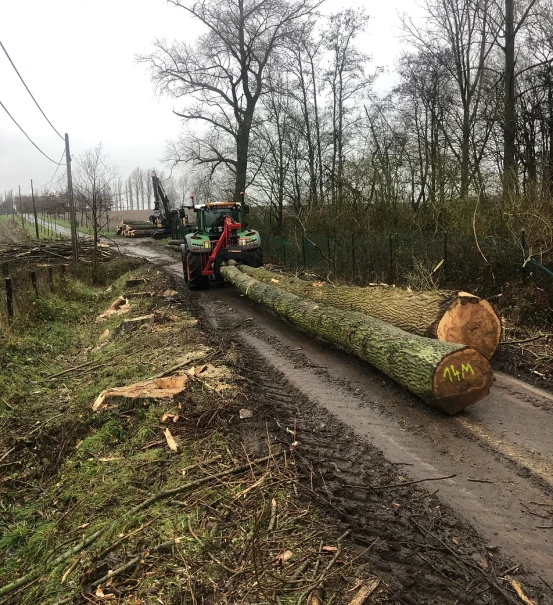 Snoeien van bomen Lo-Reninge, West-Vlaanderen