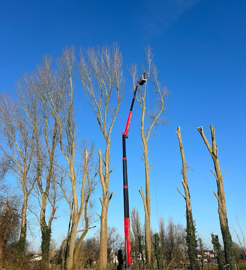 Snoeien van bomen Lo-Reninge, West-Vlaanderen