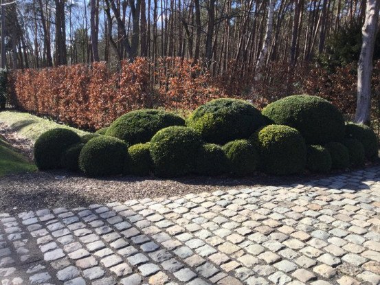 Verkoop van buxus Olen, Antwerpen