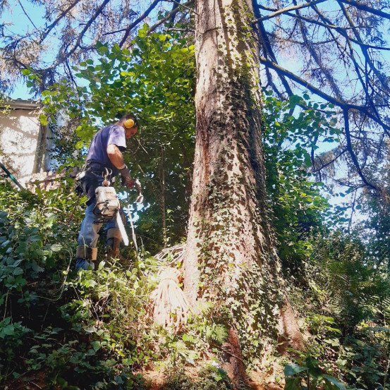 Veilig bomen vellen Lierde, Oost-Vlaanderen