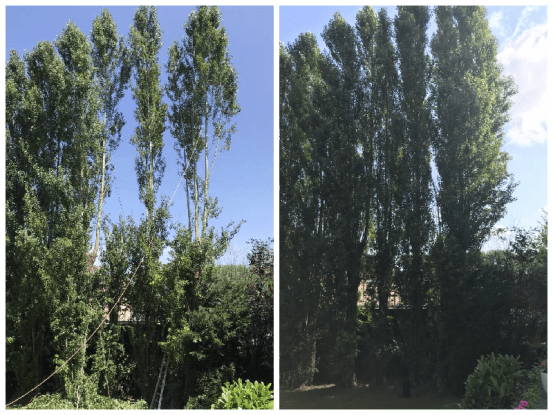 Vellen van bomen Zemst, Vlaams-Brabant